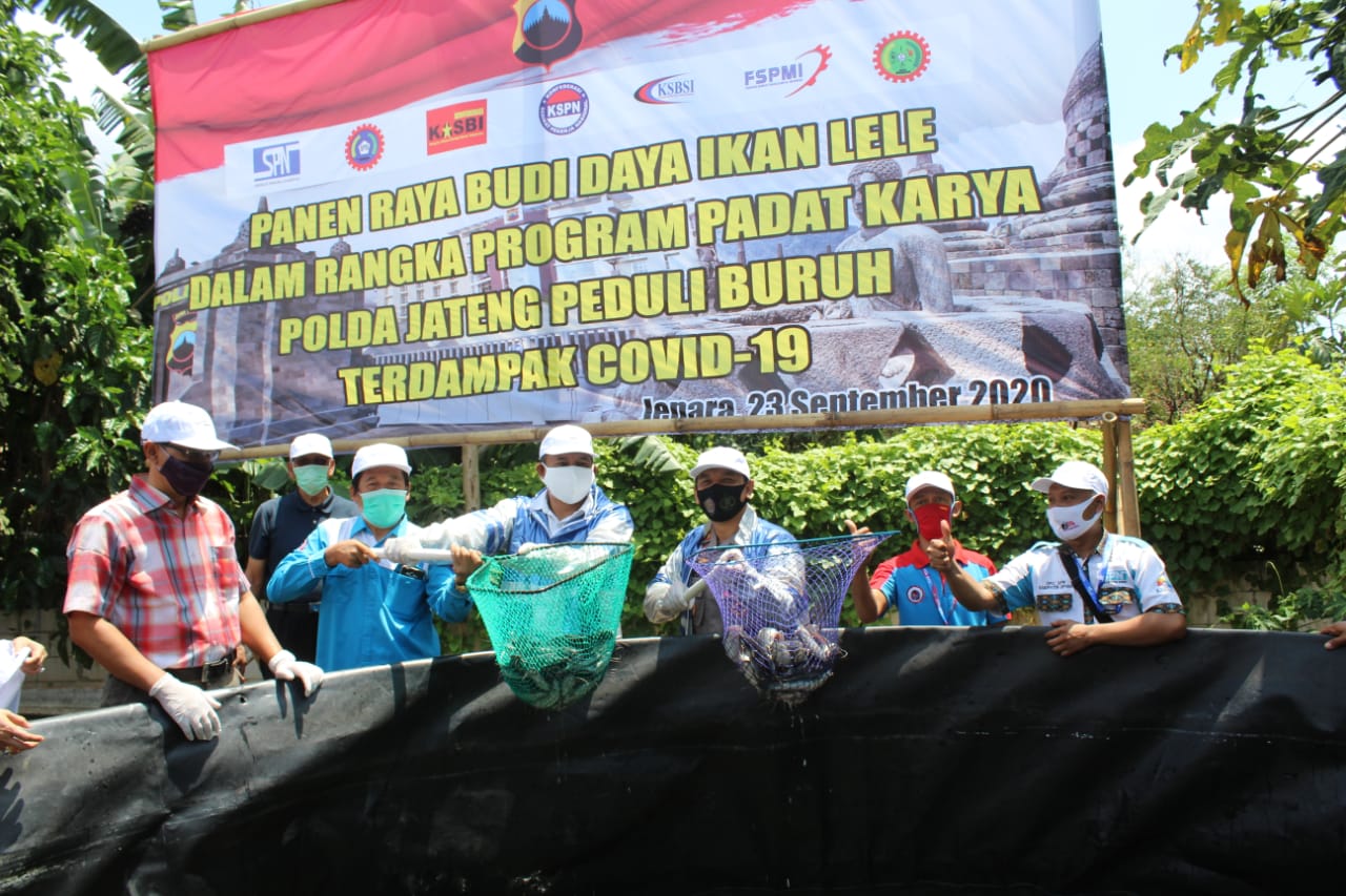 Kapolres Jepara Bersama Wadir Intelkam Polda Jateng Panen Raya Budidaya Ikan Lele Dalam Rangka Progam Padat Karya Polda Jateng Peduli Buruh Terdampak Covid-19